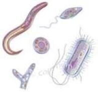 parasites that live in the human body