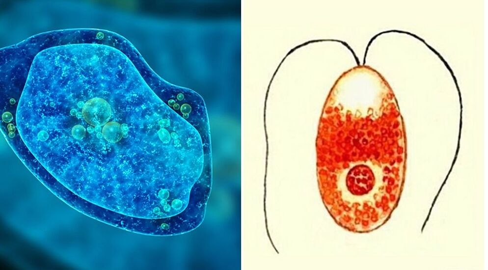 protozoan parasites dysenteric amoeba and plasmodium malaria