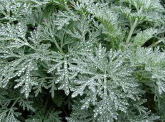 WORMWOOD AGAINST WORKS