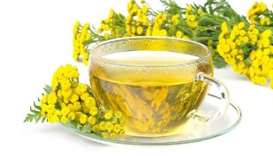 the infusion of tansy
